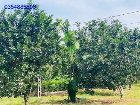 Bán 2066m2 đất Hương Thuỷ giá chỉ 1 tỷ xxx.