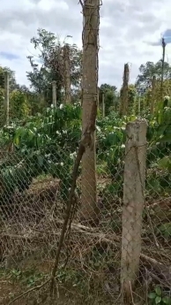 665m2 Đất CLN Krông Năng, Đăk Lăk quy hoạch full thổ