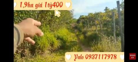 Bán 1,9ha đất điều tại xã IaLe, huyện Chư pưh. Gia Lai. giá 1ty400
