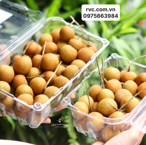 Bán hộp nhựa trái cây P1000A giá cực rẻ trên toàn quốc