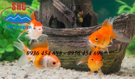 SỎI TRANG TRÍ SÂN VƯỜN - BAN CÔNG - TIỂU CẢNH