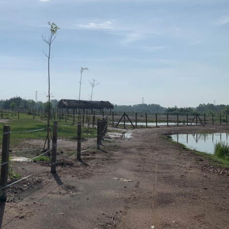 Đát vườn Phạm Thái Bường Nhơn Trạch giá rẻ