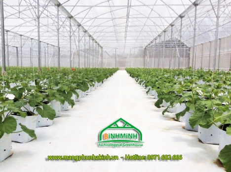 Bạt trắng lót nền nhà kính, lót nền nhà kính, bạt trải nền bình minh, bạt phủ đất