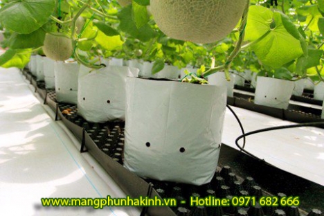 Bạt trắng lót nền nhà kính, lót nền nhà kính, bạt trải nền bình minh, bạt phủ đất