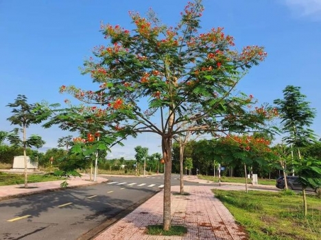 ĐẤT SÂN BAY MUA LỜI NGAY