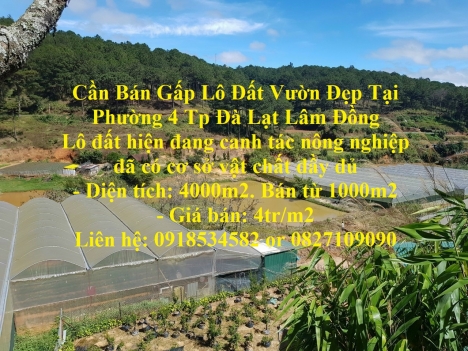 Cần Bán Gấp Lô Đất Vườn Đẹp Tại Phường 4 Tp Đà Lạt Lâm Đồng