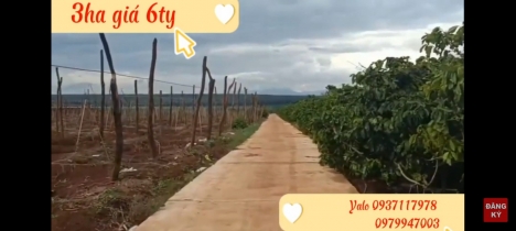 Bán 3ha đất rẫy tại xã Chư pơng, huyện Chư sê, Gia Lai.
