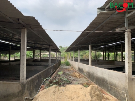 Bán trại heo 1327m2 SHR,Nằm Trong Cụm Công Nghiệp VLXD Tân An, Đường xe tải chỉ 2 tỷ