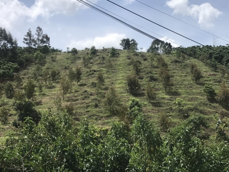 Sở Hữu Ngay Lô Đất Đẹp Vị Trí Đắc Địa Tại Xã Lộc Thành, Huyện Bảo Lâm, Lâm Đồng