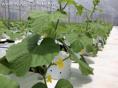 Bán túi pe trồng cây, túi bầu trồng cây, túi pe giá rẻ, túi nhựa ươm cây, túi nhựa trồng cây