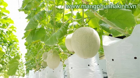Bán túi pe trồng cây, túi bầu trồng cây, túi pe giá rẻ, túi nhựa ươm cây, túi nhựa trồng cây