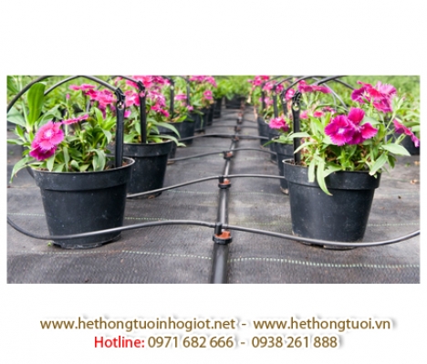 ống dẫn nước pe azud 3,5mm, hệ thống tưới nhỏ giọt, đầu tưới nhỏ giọt azud