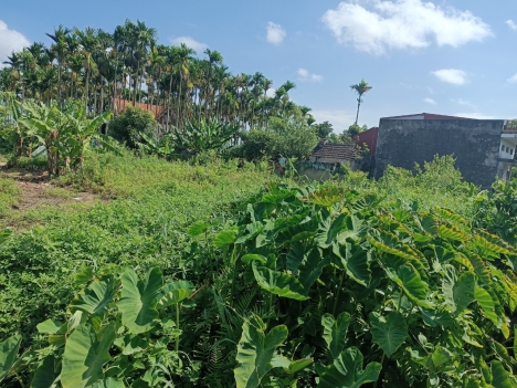 ✅  lô gốc 512m2 mặt đường tân lập tân thành dương kinh 7,xx tỷ