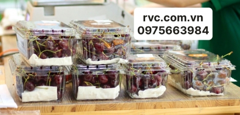 Bán hộp nhựa đựng cherry giá rẻ, uy tín nhất tại HCM