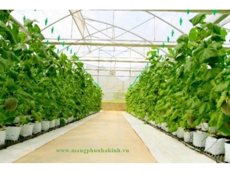 Dây đè mái nhà kính, cung cấp dây chống bão
