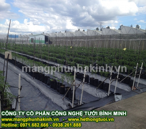 Màng phủ ni lông, báo giá màng phủ nông nghiệp, giá bạt phủ nông nghiệp, màng phủ luống