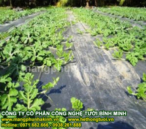Màng phủ ni lông, báo giá màng phủ nông nghiệp, giá bạt phủ nông nghiệp, màng phủ luống