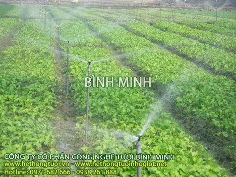 Hệ thống tưới tự động kiểu phun mưa, vòi phun nông nghiệp, tưới nông nghiệp, béc tưới nông nghiệp