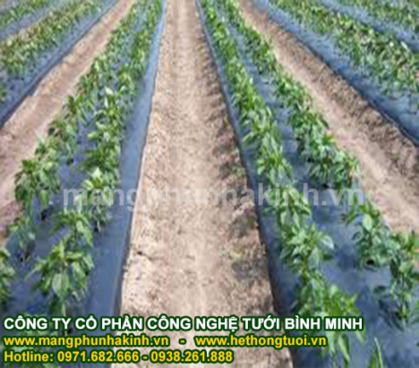 Màng phủ ni lông, báo giá màng phủ nông nghiệp, giá bạt phủ nông nghiệp, màng phủ luống