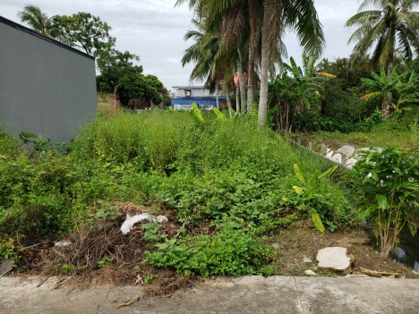 lô cẩm tú