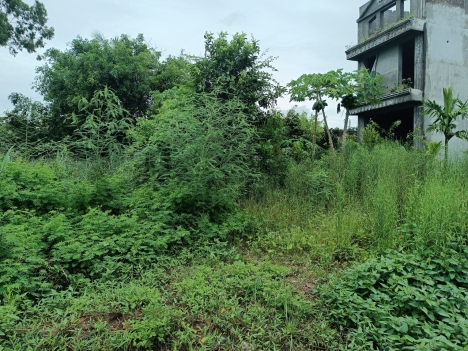 chủ cắt lỗ lô dất TDP quý kim hợp đức  đức  đồ Sơn  1,x tr m