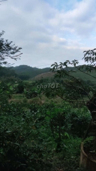 3300ha xã Bình Tân 837tr sở hữu diện tích 7000m2 - sổ hồng riêng, công chứng ngayĐường Quốc lộ 1A,