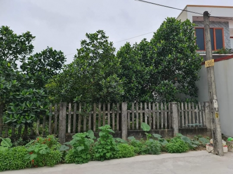 mặt đường quyết tiến 2 hợp đức Đồ Sơn Hải Phòng . 13,7 tr m