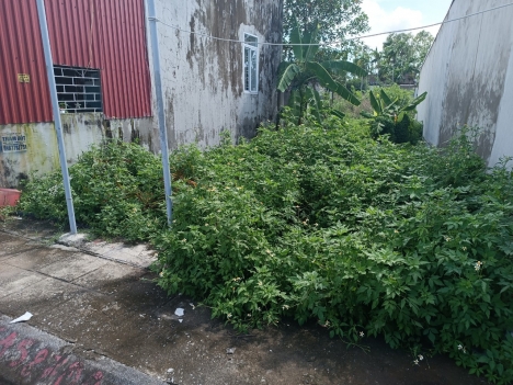 chủ bán mặt đường hoà nghĩa dương kinh Hải Phòng 18,5 tr mt