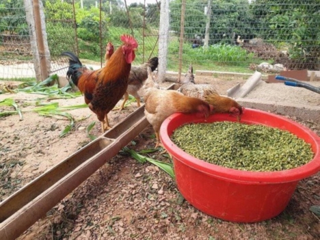 Máy ép cám viên 3 quả lô VME3L dùng điện 1 pha năng suất lớn