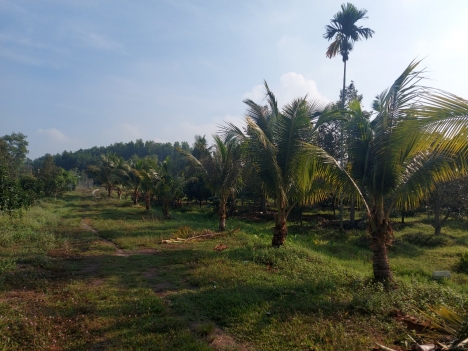 Bán đất sân bay Long Thành cho nhà đầu tư