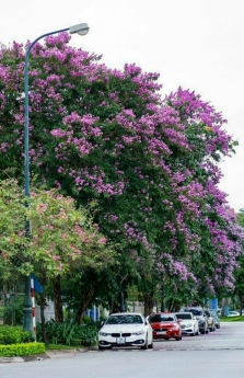 Nổi tiếng khu Q Ciputra  đáng sống nhất dành cho giới siêu giàu