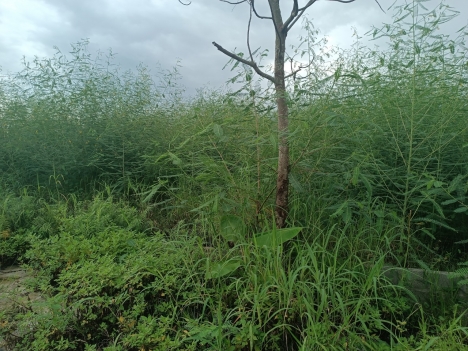 tuyến 2 đường 353 . mặt  đường 6m tại Qúy Kim Họp Đức Đồ Sơn  HP