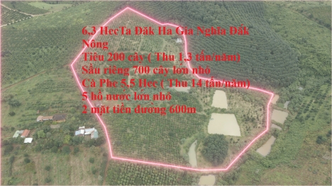 18,6Ha Đăk Ha Gia Nghĩa Đắk Nông - 960tr/1Hecta