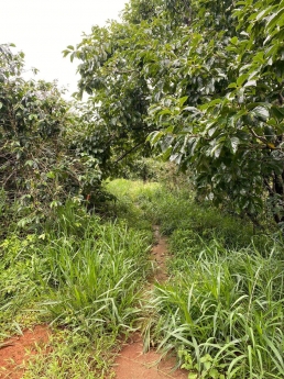 Cần Bán gấp 1000m2 vườn hồng view đẹp tại Trạm Hành, Đà Lạt Giá chỉ 860 triệu