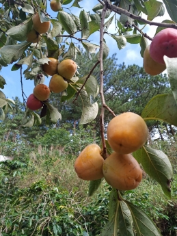 TOUR ĐÀ LẠT 3N3Đ