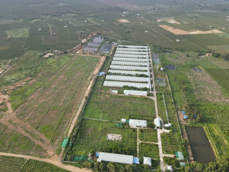Đất Trang trại đang cho thuê 430 triệu tại Hàm Thuận Nam,Bình Thuận