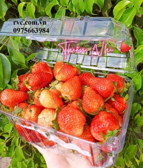 Công ty chuyên cung cấp hộp nhựa trái cây 1kg chất lượng, giá tốt