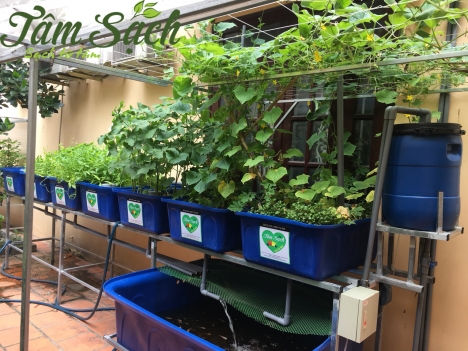 Thùng nhựa chữ nhật, thùng nhựa nuôi cá dung tích 1000l, 1100l