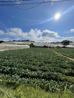 Cần bán lô đất nông nghiệp 3000m2 quy hoạch chuyển đổi 100% Phường 8 - Đà Lạt