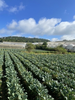 Cần bán lô đất nông nghiệp 3000m2 quy hoạch chuyển đổi 100% Phường 8 - Đà Lạt