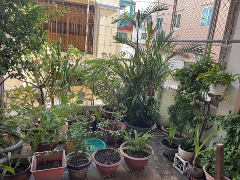 Nhà bán khu vip Sư Vạn Hạnh P9,Q10.