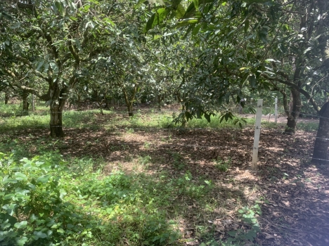 CHÍNH CHỦ - BÁN 1000M2 ĐẤT HỒ THIÊN NGA - BÌNH PHƯỚC