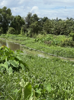 Cần bán 2 Lô Đất Vườn 2000m2 Xã Đông Thạnh Hóc Môn