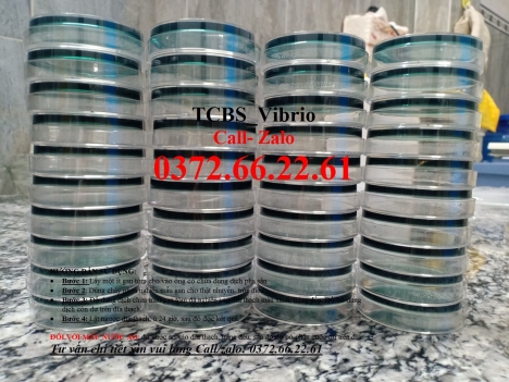 Vibrio trên tcbs nuôi cấy, định lượng, đánh giá chính xác