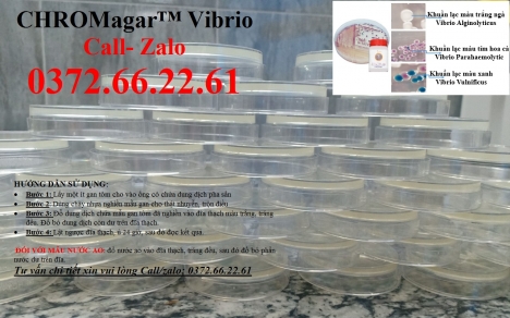 Cách kiểm tra khuẩn vibrio parahaemolyticus