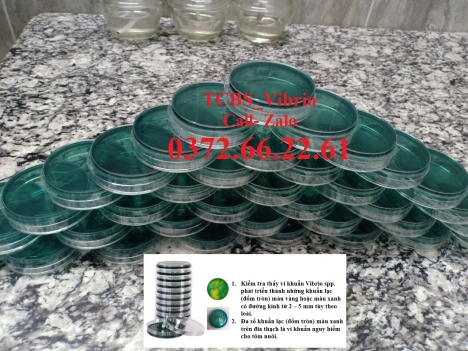 Môi trường TCBS Agar chọn lọc vi khuẩn Vibrio như thế nào