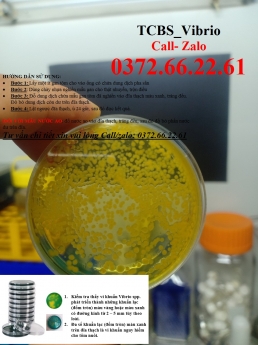 Vibrio trên tcbs nuôi cấy, định lượng, đánh giá chính xác