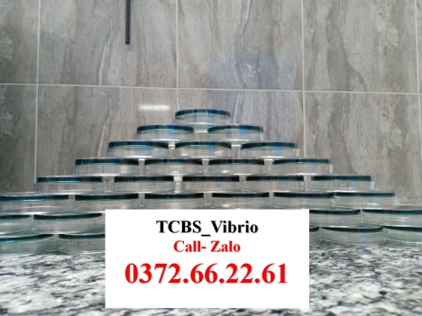 Thạch TCBS - test khuẩn tổng trên tôm