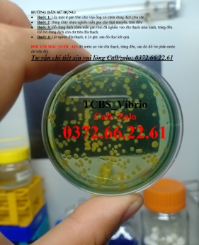 Hướng dẫn cách sử dụng đĩa thạch chứa môi trường TCBS Agar để kiểm tra nước ao nuôi