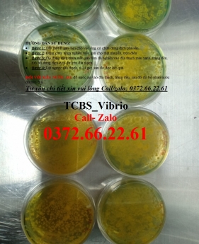 Thạch TCBS kiểm tra tổng khuẩn trên tôm nước mặn